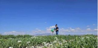 España | Productores murcianos crean una Bio-red de Monitorización y Predicción de plagas