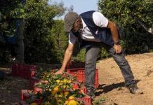 España | Un informe al tercer año de injertar la mandarina XLO confirma su precocidad y su productividad