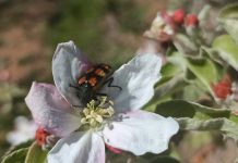 Estudio demuestra el rol clave de insectos silvestres en la producción de manzanas y cerezas