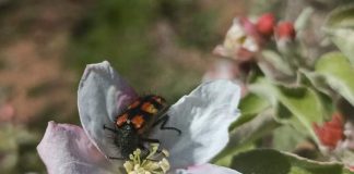Estudio demuestra el rol clave de insectos silvestres en la producción de manzanas y cerezas