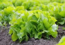 Europa impulsará 'semillas inteligentes' para combatir plagas y el cambio climático