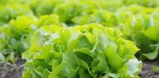 Europa impulsará 'semillas inteligentes' para combatir plagas y el cambio climático