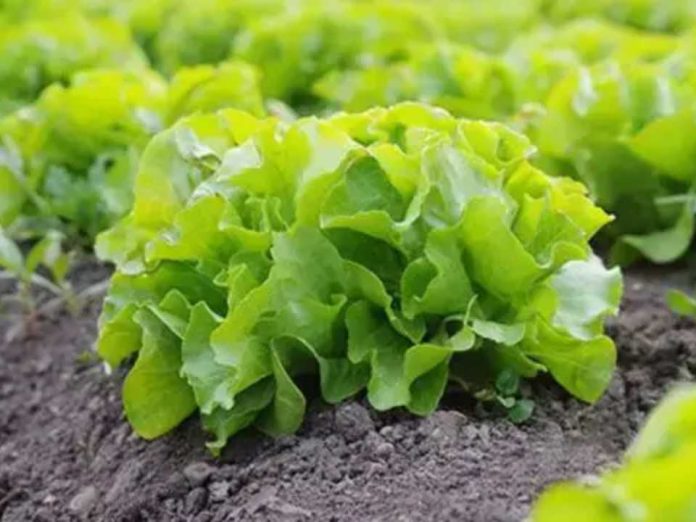 Europa impulsará 'semillas inteligentes' para combatir plagas y el cambio climático