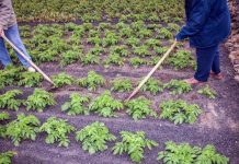 Europa se subirá al tren de las técnicas genómicas para tener cultivos más resistentes Europa se subirá al tren de las técnicas genómicas para tener cultivos más resistentes