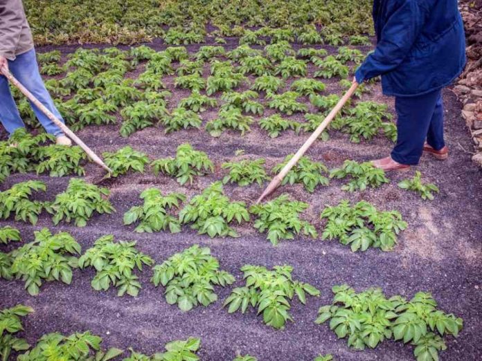 Europa se subirá al tren de las técnicas genómicas para tener cultivos más resistentes