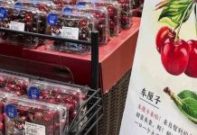 Exportaciones de cerezas chilenas 2025-2026: récord de envíos a china y precios estable Exportaciones de cerezas chilenas 2025-2026 récord de envíos a china y precios estable