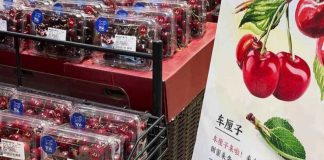 Exportaciones de cerezas chilenas 2025-2026 récord de envíos a china y precios estable