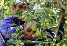 Exportaciones de peras en enero: un récord que despierta oportunidades y cautela