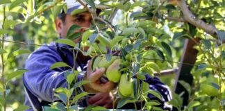 Exportaciones de peras en enero: un récord que despierta oportunidades y cautela