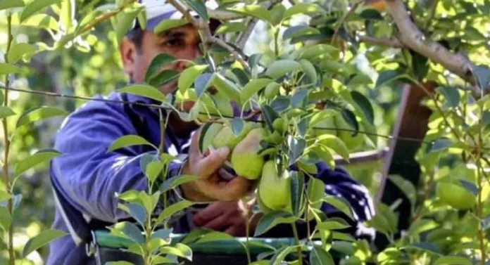 Exportaciones de peras en enero: un récord que despierta oportunidades y cautela