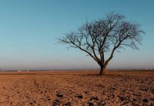 Extracto de algas ayuda a las plantas a resistir el estrés climático, manteniendo la productividad deseada Extracto de algas ayuda a las plantas a resistir el estrés climático, manteniendo la productividad deseada