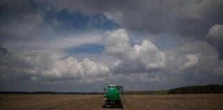 Arándanos: investigan la biología reproductiva para potenciar el mejoramiento genético