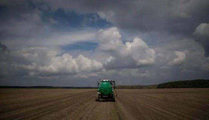 Arándanos: investigan la biología reproductiva para potenciar el mejoramiento genético