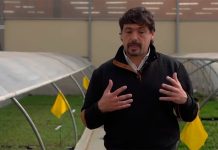 Decidir las inversiones y los cambios a tiempo: el ajuste que se viene en las cerezas Decidir las inversiones y los cambios a tiempo: el ajuste que se viene en las cerezas