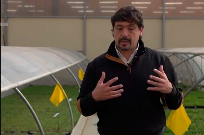 Decidir las inversiones y los cambios a tiempo: el ajuste que se viene en las cerezas