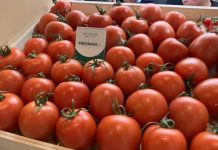 Freeman, el tomate pera ‘estrella’ en Fruit Logistica Freeman, el tomate pera ‘estrella’ en Fruit Logistica