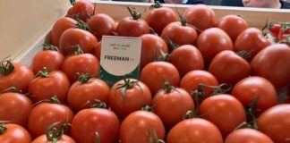Freeman, el tomate pera ‘estrella’ en Fruit Logistica