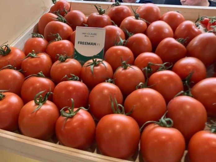 Freeman, el tomate pera ‘estrella’ en Fruit Logistica