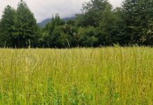 INDAP llama a segundo concurso de incentivos para la sustentabilidad agroambiental de los suelos agropecuarios INDAP llama a segundo concurso de incentivos para la sustentabilidad agroambiental de los suelos agropecuarios