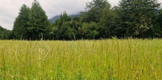 INDAP llama a segundo concurso de incentivos para la sustentabilidad agroambiental de los suelos agropecuarios