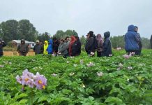 INIA desarrolla días de campo en Chiloé para reducir el uso de plaguicidas químicos en el cultivo de papa INIA desarrolla días de campo en Chiloé para reducir el uso de plaguicidas químicos en el cultivo de papa