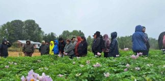 INIA desarrolla días de campo en Chiloé para reducir el uso de plaguicidas químicos en el cultivo de papa