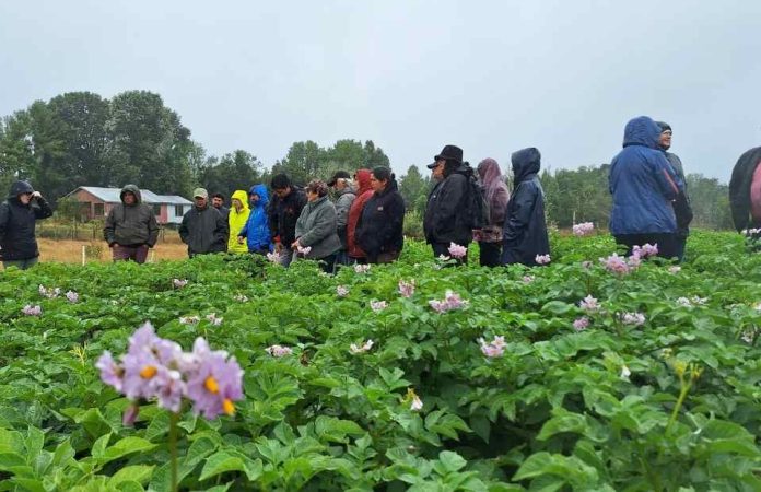 INIA desarrolla días de campo en Chiloé para reducir el uso de plaguicidas químicos en el cultivo de papa
