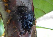 INIA publica en prestigiosa revista científica estudio clave sobre cáncer bacterial del cerezo INIA publica en prestigiosa revista científica estudio clave sobre cáncer bacterial del cerezo