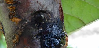 INIA publica en prestigiosa revista científica estudio clave sobre cáncer bacterial del cerezo