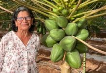 Mujer Agroinnovadora Regional Arica 2025 reconocida por FIA cosecha sus primera papayas con IoT