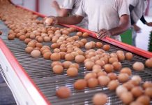 Industria del huevo creció 7,3% en 2025 con Biobío y La Araucanía liderando el dinamismo regional