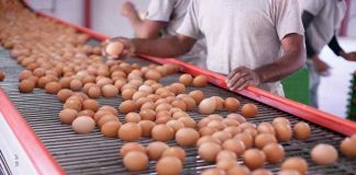 Industria del huevo creció 7,3% en 2025 con Biobío y La Araucanía liderando el dinamismo regional