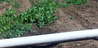 Innovación circular en Los Lagos: sistema de riego con plástico reciclado logra más de 65% de eficiencia y reduce consumo energético