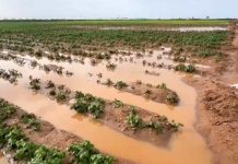 Inundaciones en Marruecos cierran antes la campaña de frutos rojos y tensionan al arándano Inundaciones en Marruecos cierran antes la campaña de frutos rojos y tensionan al arándano