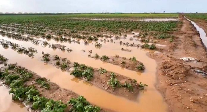 Inundaciones en Marruecos cierran antes la campaña de frutos rojos y tensionan al arándano