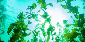 Investigación chilena revela sorprendentes adaptaciones locales del kelp gigante del Fiordo Comau