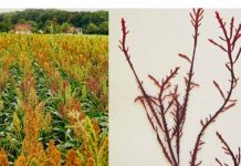 España | Investigadoras del CSIC revalorizan subproductos agrícolas y desarrollan envases biodegradables a partir de harinas y algas Investigadoras del CSIC revalorizan subproductos agrícolas y desarrollan envases biodegradables a partir de harinas y algas