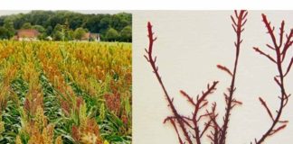 Investigadoras del CSIC revalorizan subproductos agrícolas y desarrollan envases biodegradables a partir de harinas y algas