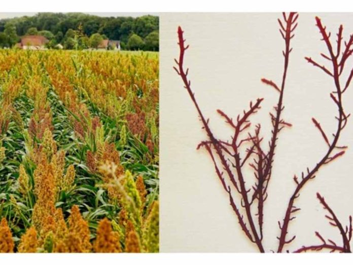 Investigadoras del CSIC revalorizan subproductos agrícolas y desarrollan envases biodegradables a partir de harinas y algas