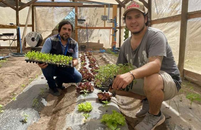 Joven agricultor en Copiapó se abre paso con producción de plantines