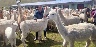 Junín potencia la genética de camélidos sudamericanos para fibra y carne de calidad
