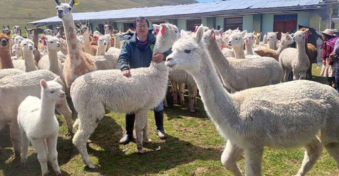 Junín potencia la genética de camélidos sudamericanos para fibra y carne de calidad