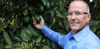 La Comisión del Aguacate de California prevé una cosecha de 150 000 toneladas tras la jubilación del vicepresidente de marketing, Terry Splane