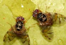 La Unión Europea podrá seguir utilizando el spinosad hasta 2041 La Unión Europea podrá seguir utilizando el spinosad hasta 2041