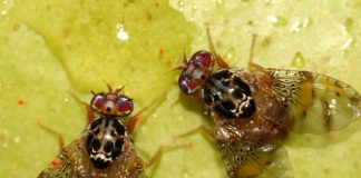 La Unión Europea podrá seguir utilizando el spinosad hasta 2041