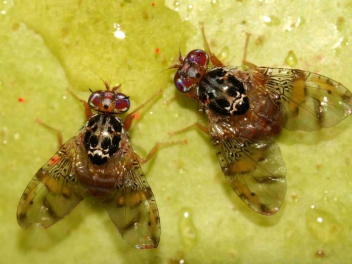 La Unión Europea podrá seguir utilizando el spinosad hasta 2041