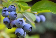 La industria del arándano peruana ante su segunda gran transformación