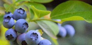 La industria del arándano peruana ante su segunda gran transformación