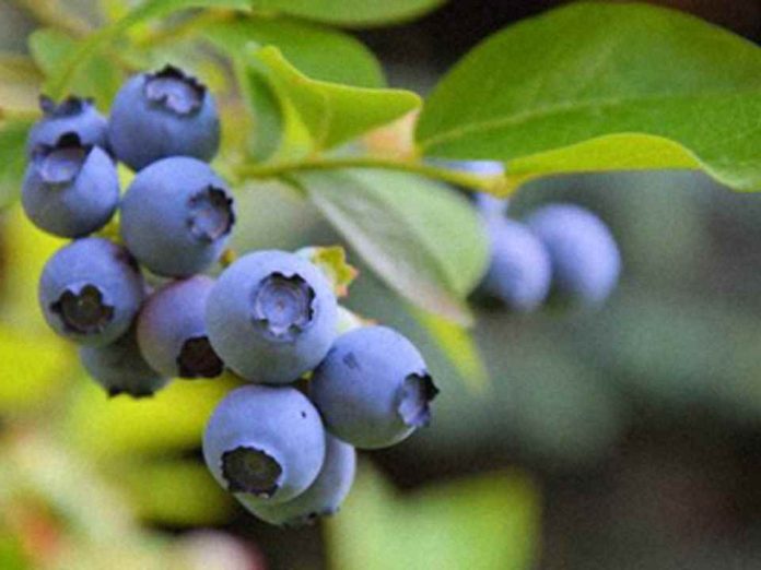 La industria del arándano peruana ante su segunda gran transformación