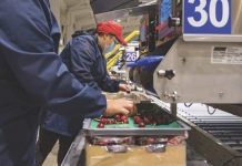 Las cerezas chilenas no logran alcanzar el punto óptimo en China Las cerezas chilenas no logran alcanzar el punto óptimo en China